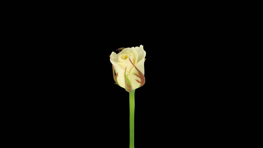 Time-lapse of opening white "Escimo" rose 1x in PNG+ format with alpha transparency channel isolated on black background.
