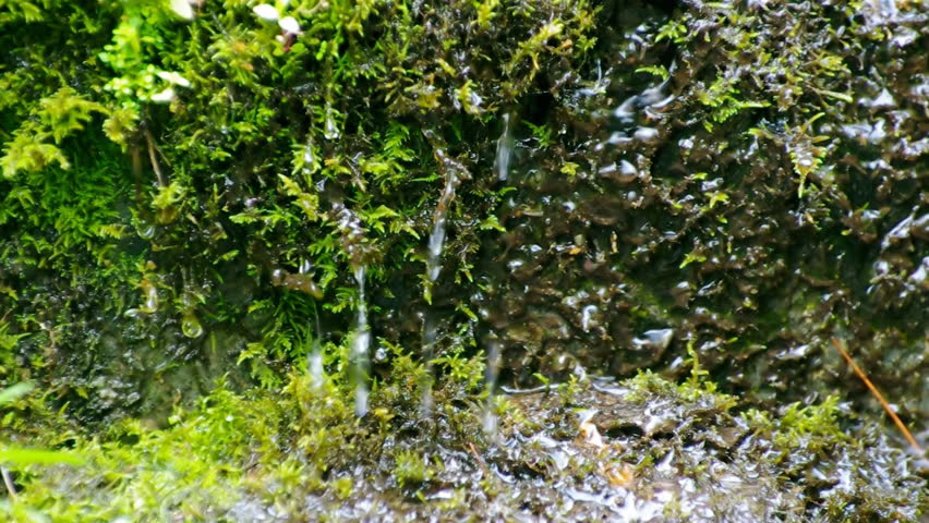 Closeup view of water dripping through the wet forest moss