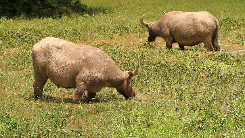 buffalo eating the grass in water.