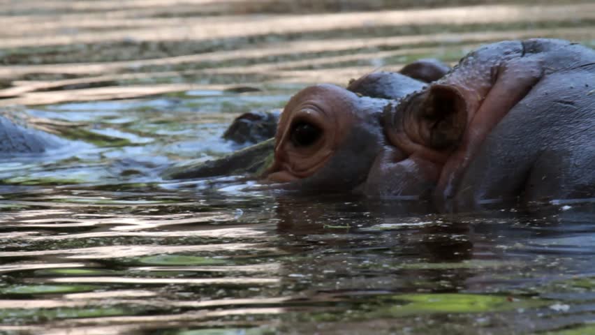 Hippopotamus Closeup 
