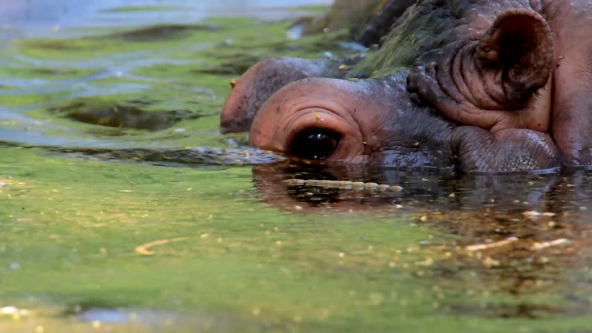 Hippopotamus Closeup 