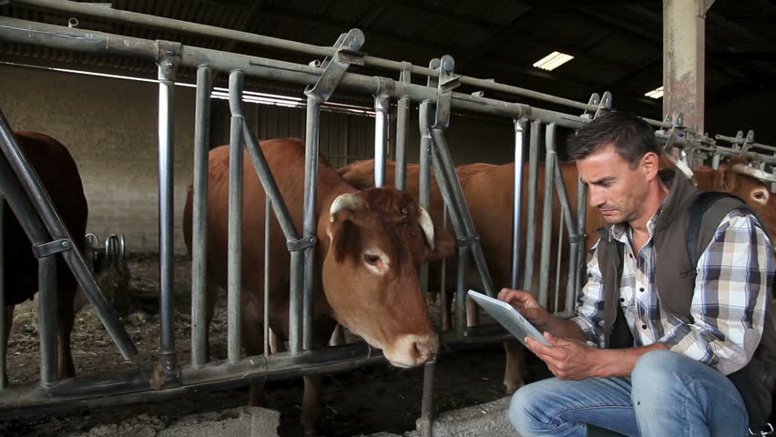 Breeder in cow barn using digital tablet