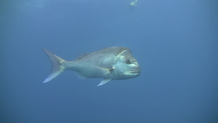 Header of snapper