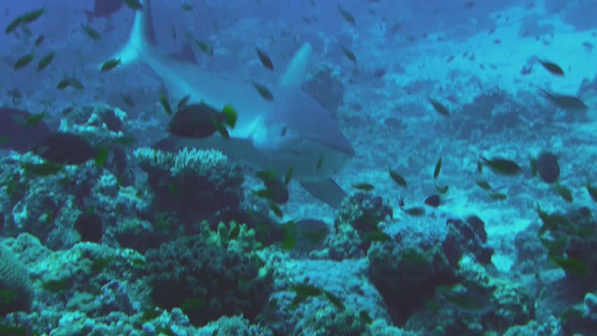 group of gray reef sharks, Red Sea
