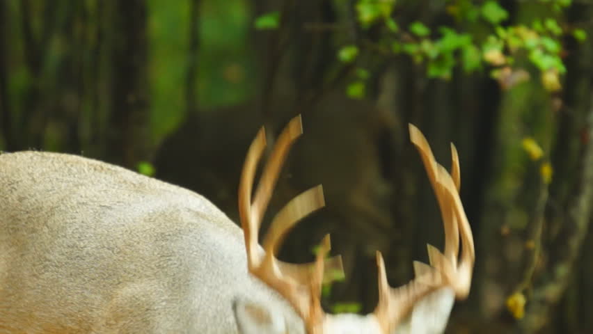 Whitetail Deer mature buck, October in Georgia