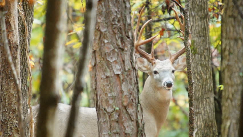Whitetail Deer mature buck, October in Georgia