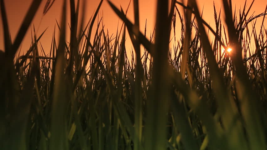 Landscape of rice farm in Thailand : Crane shot