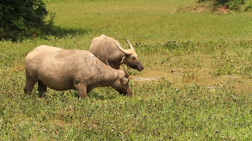 buffalo eating the grass in water.
