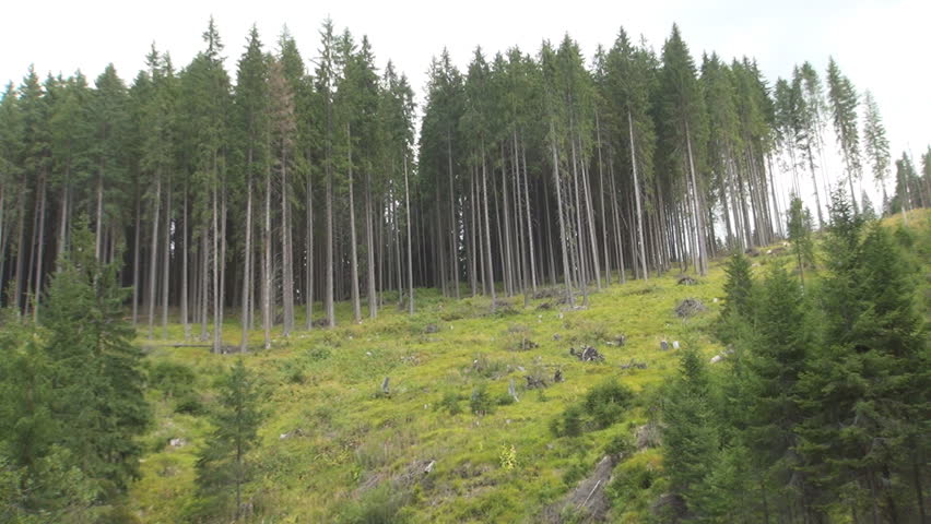 Deforestation