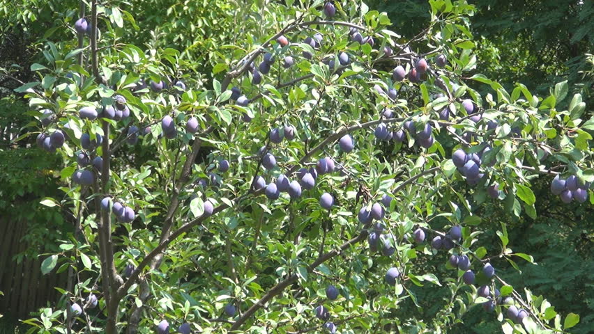 Plum Orchard, Plum Tree, Branches of Plums, Ecological Plums, Organic Fruits 