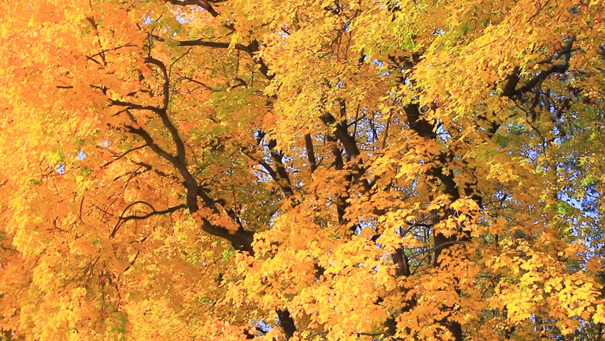 Maple