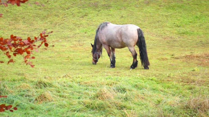 Horse in the paddock / horse