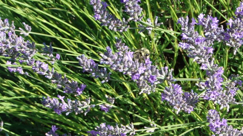 Bumblebees collecting lavender pollen
