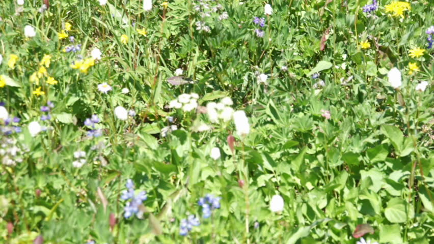 Lupine & Paintbrush meadow, zoom out to Mount Rainier
