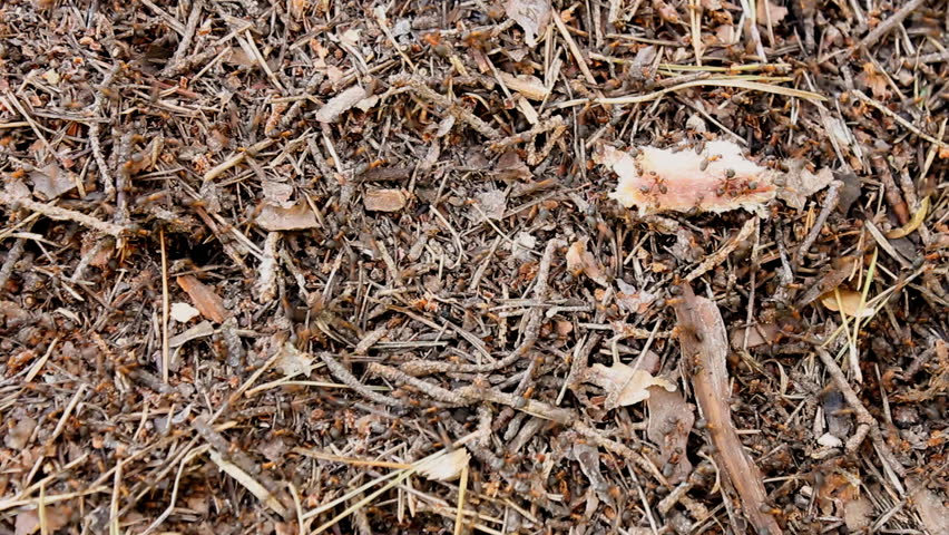Southern wood ants move on ant-hill