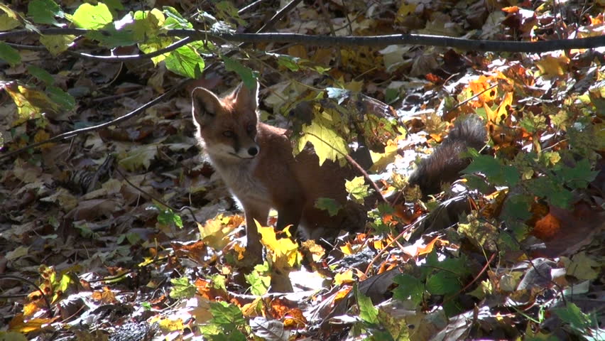 beautiful mammal fox in autumn colorful forest