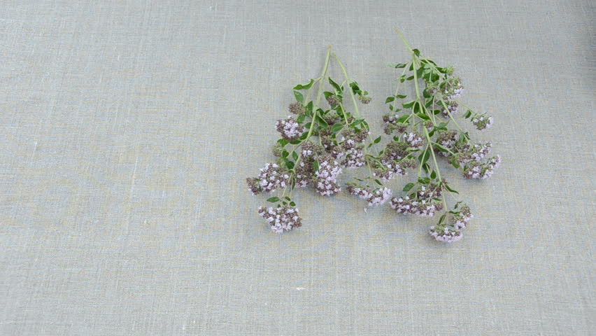 wild majoram fresh herbs on linen cloth