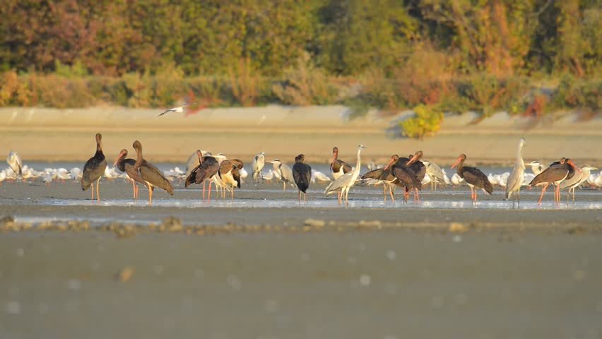 black storks in natural habitat