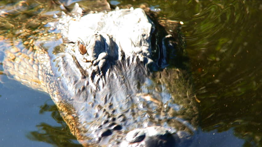 alligator in water
