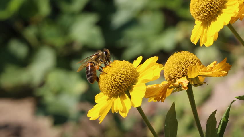 bee collecting pollen on flower