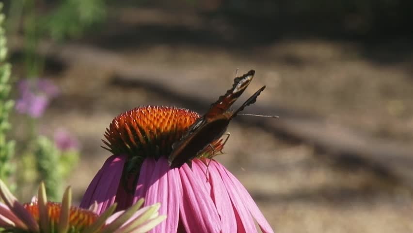 European peacock butterfly (Inachis io,)  feeds on nectar of echinacea purpurea