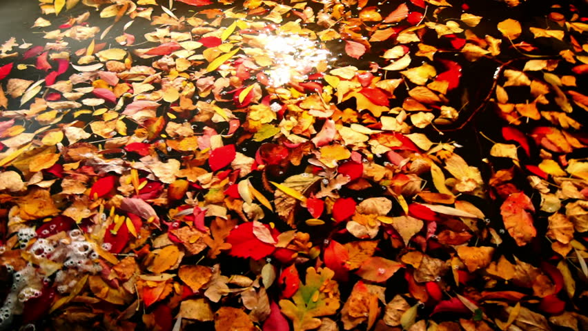leaves floating on the waves