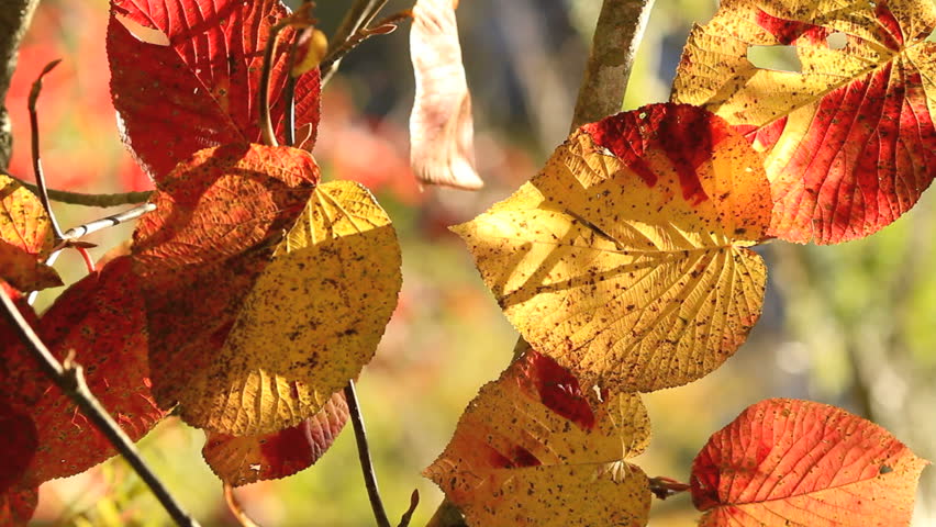 Autumn twig with foliage in the background, vertical.