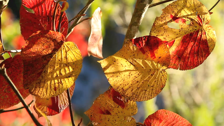 Autumn twig with mountain river in the background, vertical.