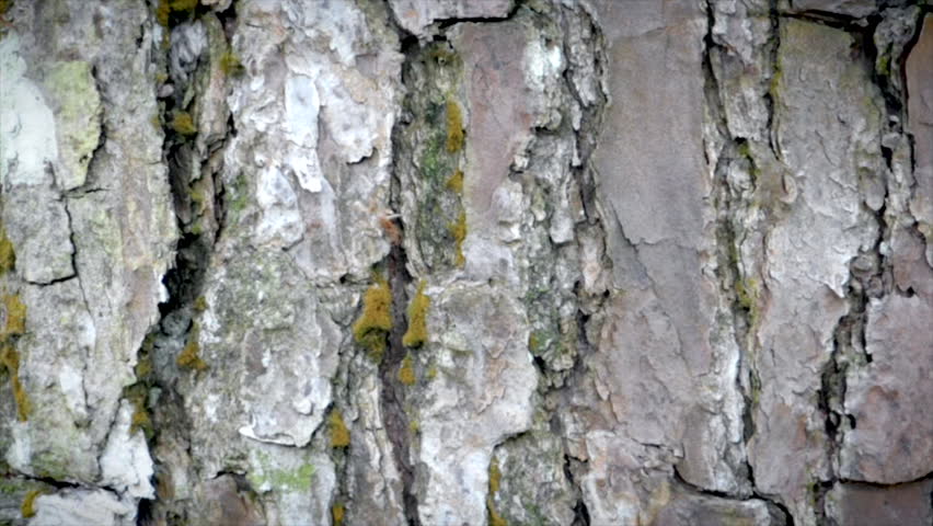 wind on pine tree bark 