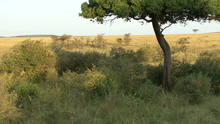 LEOPARD CLIMBS KILL TREE