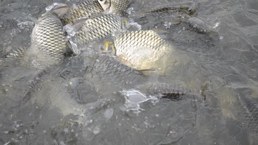 Silver Barb in the plentiful marsh of Thailand, which is near Chao Phraya river.