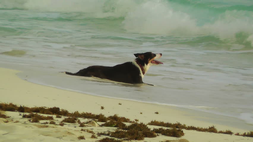 Dog Refreshing in the Ocean