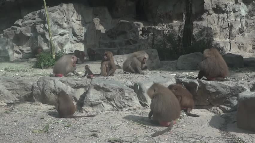 baboons in their habitat