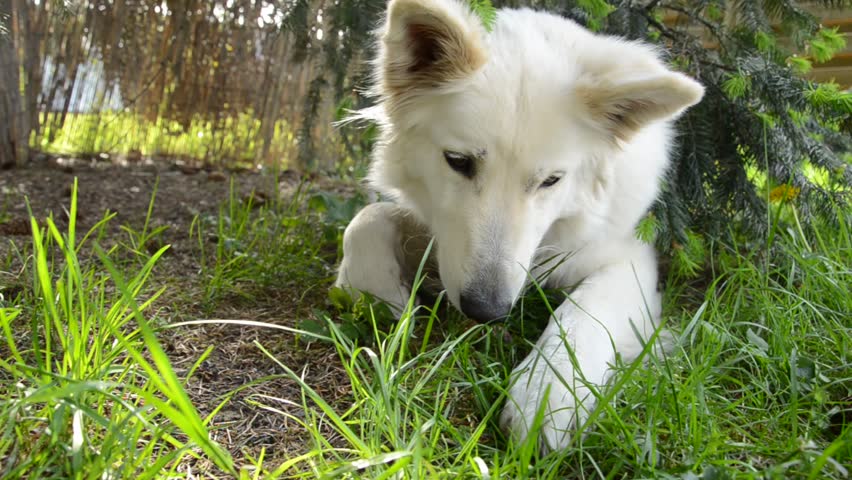 White Shepherd takes a break and catches fly and eats it