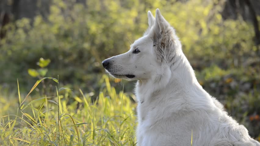 White Shepherd observes