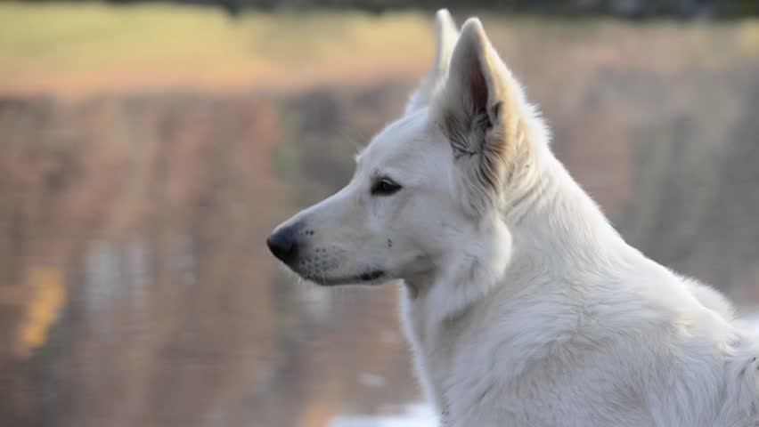 White Shepherd observes