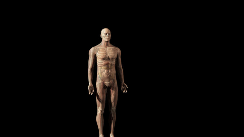3D animation of transparent human male standing in anatomical position starting from anterior panning to lateral abdomen up to lateral view of head with faded organs, skeleton, skin 