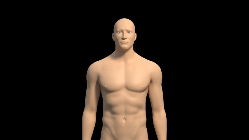 Animated 3D human male spinning on the spot on black background with transition with slow fade to transparent then inhaling. The skeleton, ribs, liver, stomach, large and small intestine are showing