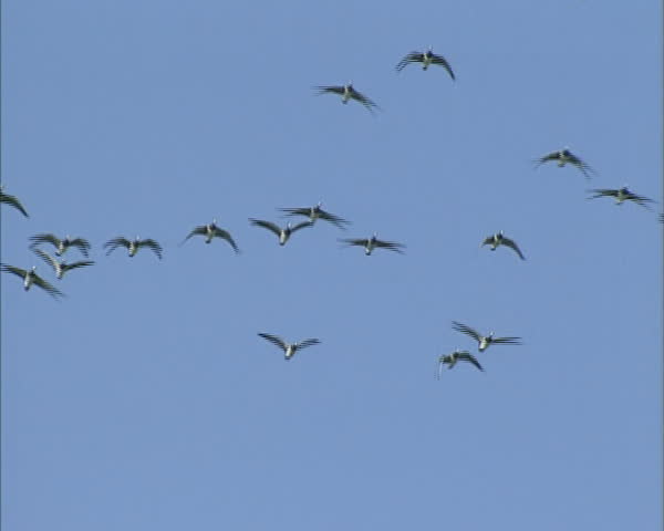 Flock of Barnacle geese (Branta leucopsis)  in flight against blue sky