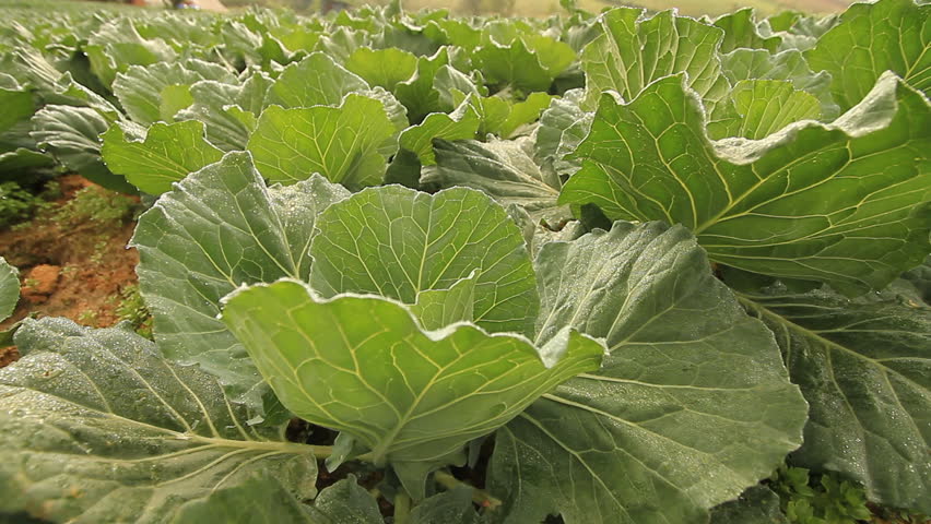 Cabbage farm.