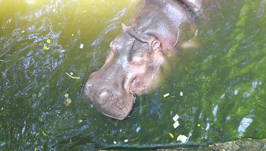 Hippopotamus