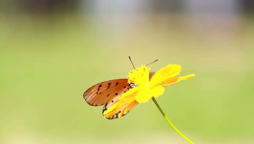 Butterfly 