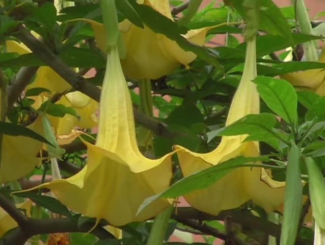 trumpet flower
