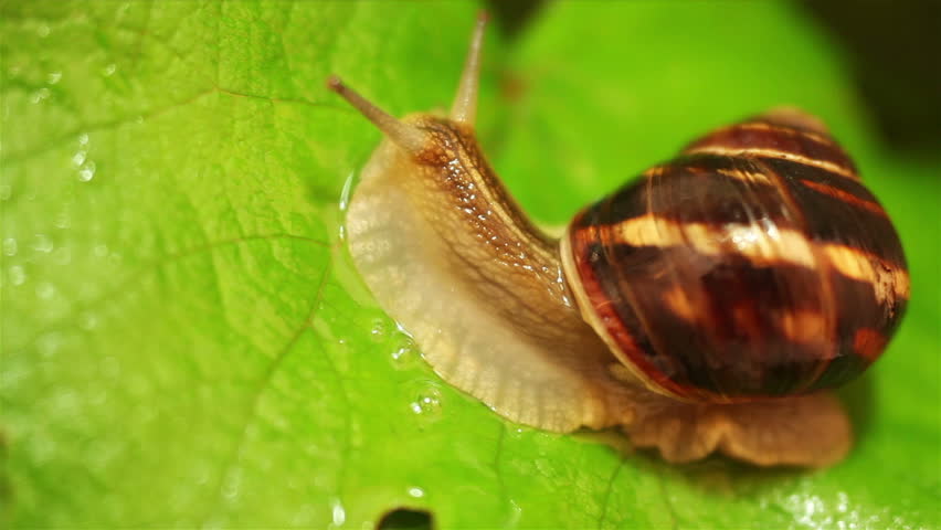 Snail on the bright green leaf after Rain Macro