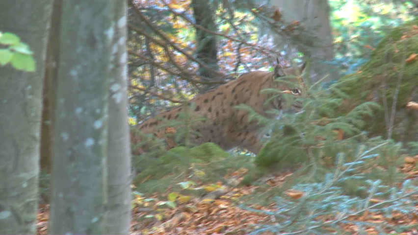 lynx