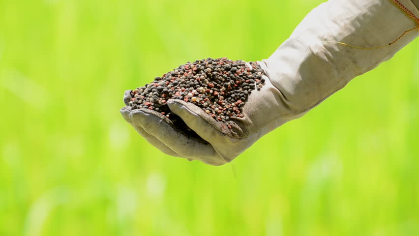 plant fertilizer is pouring on farmer hand over green background