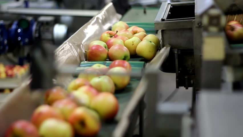 Apples on a sorting table in a fruit packing warehouse