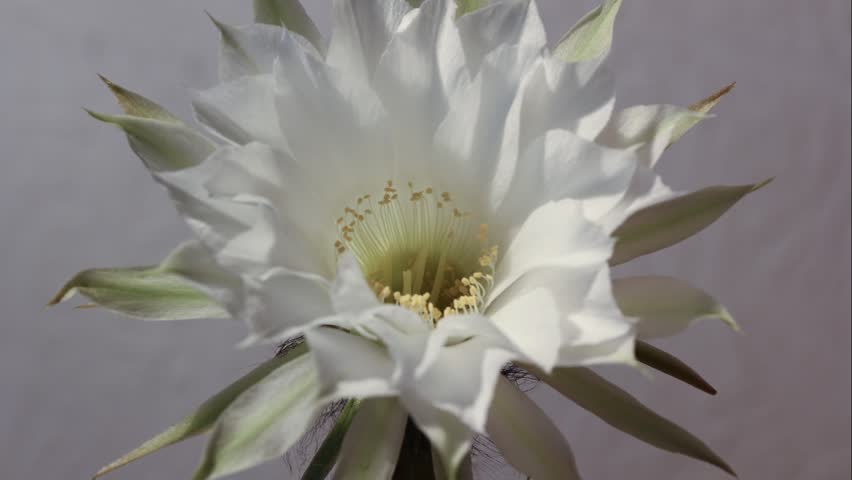 Withering cactus blossom in time-lapse photography
