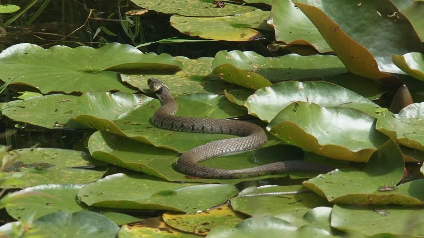 European grass snake or ringed snake (natrix natrix) moves over aquatic plants. Natural habitat. Medium shot