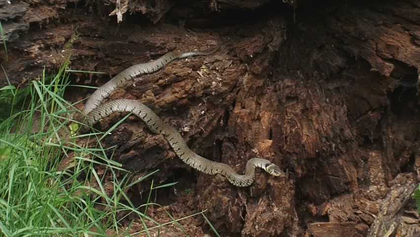 European grass snake or ringed snake (natrix natrix) in tree trunk, moves outwards from hibernate area. Natural habitat. Medium shot